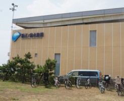 新江の島水族館 (2)