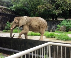 東山動物園