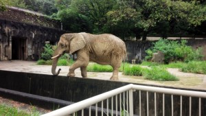 東山動物園